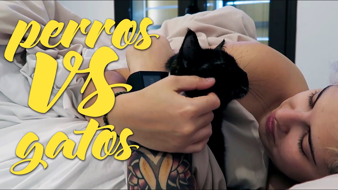 Qué es mejor: PERROS VS GATOS | YellowMellow