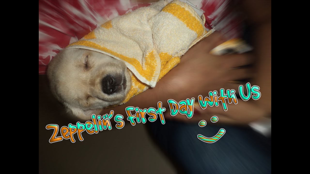 Little Labrador puppy's First Day at his forever home..