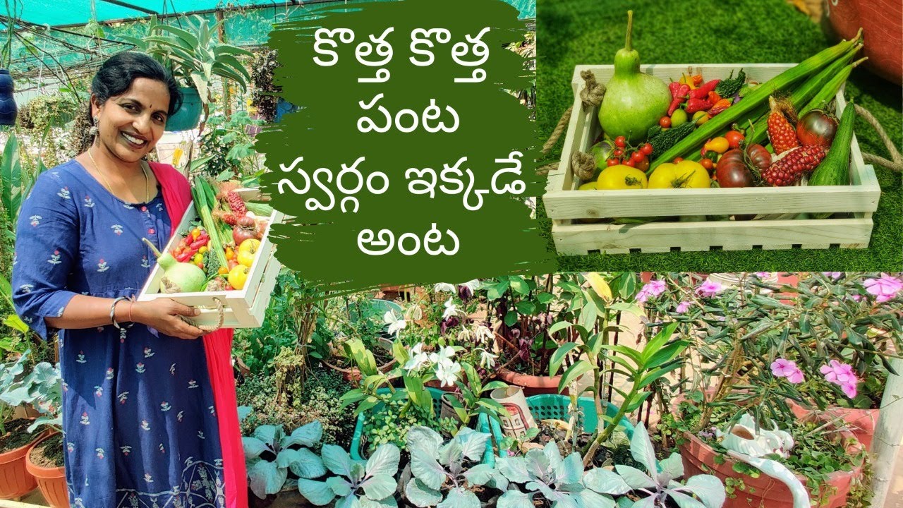 స్వర్గం ఎక్కడో లేదు మన మిద్దెతోట లోనే ఉంది🍅🍒🍈Colourful Tomato,New Vegetable Harvest🌸🍓 Saileela Vlogs
