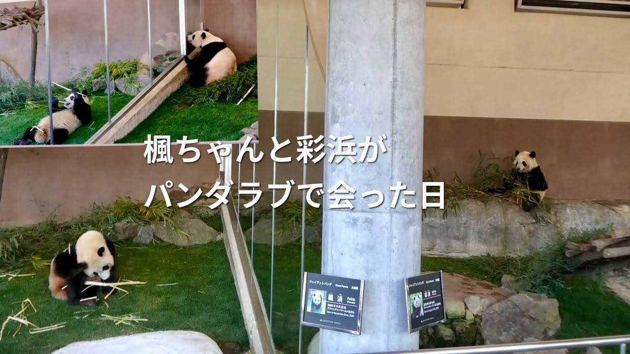 楓ちゃんと彩ちゃんがパンダラブで並んだ日～何がでるかな⁈おみくじ的に選んだ動画より　#panda #アドベンチャーワールド #パンダ #彩浜 #楓浜