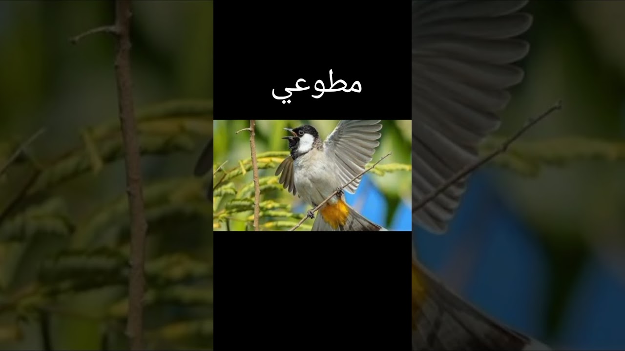 من حلالي السابق مطوعي سيد صالح 