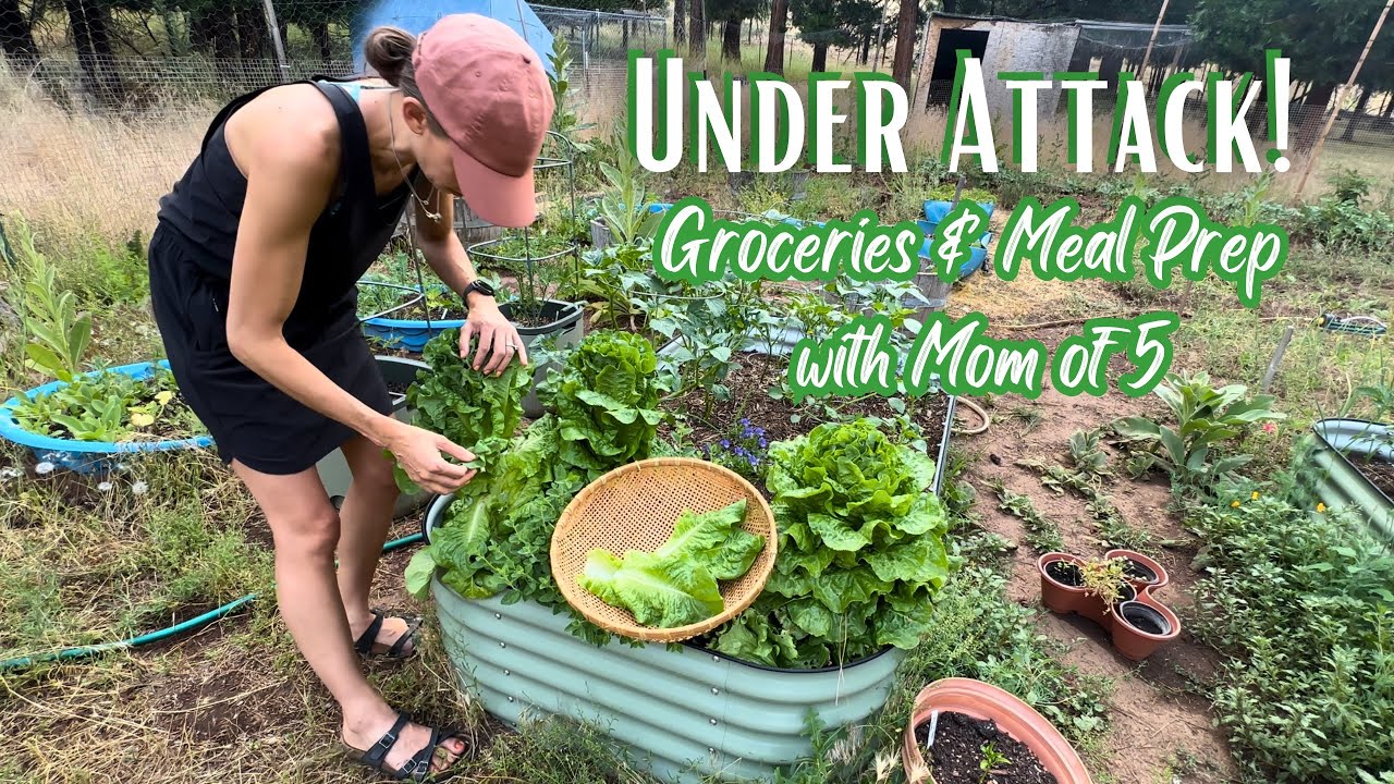 $124 Weekly Grocery Haul & Meal Prep for My Family of 7
