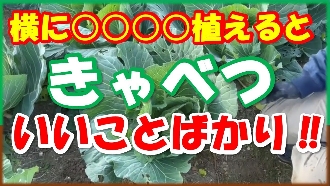 キャベツの横に〇〇〇〇を混植するとめっちゃいいこといっぱいです！