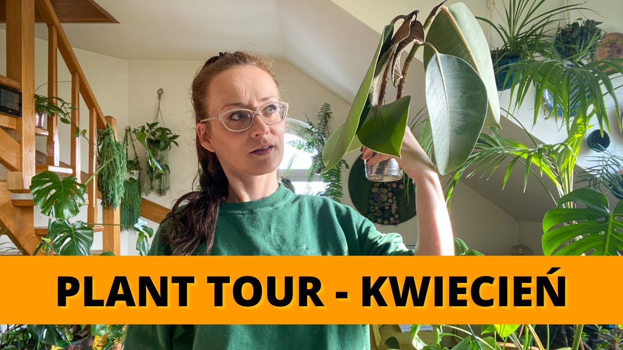 Roślinne aktualizacje Plant TOUR - Kwiecień 🌱 Moje rośliny domowe
