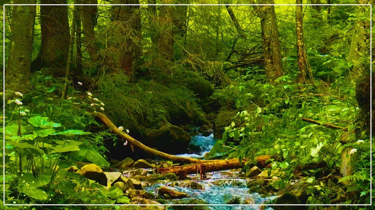 Rumori di Ruscello con il Cinguettio Degli Uccelli - Suoni della Natura per Dormire