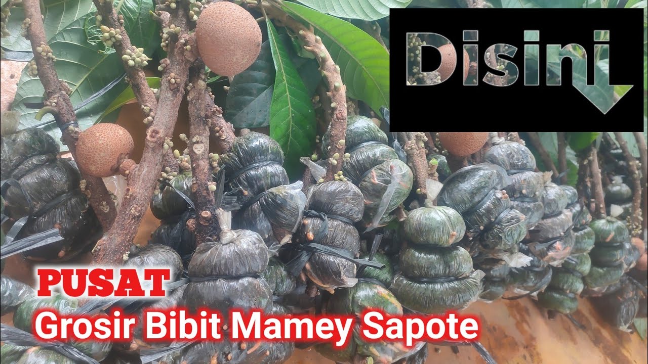 Pusat Grosir bibit Mamey Sapote