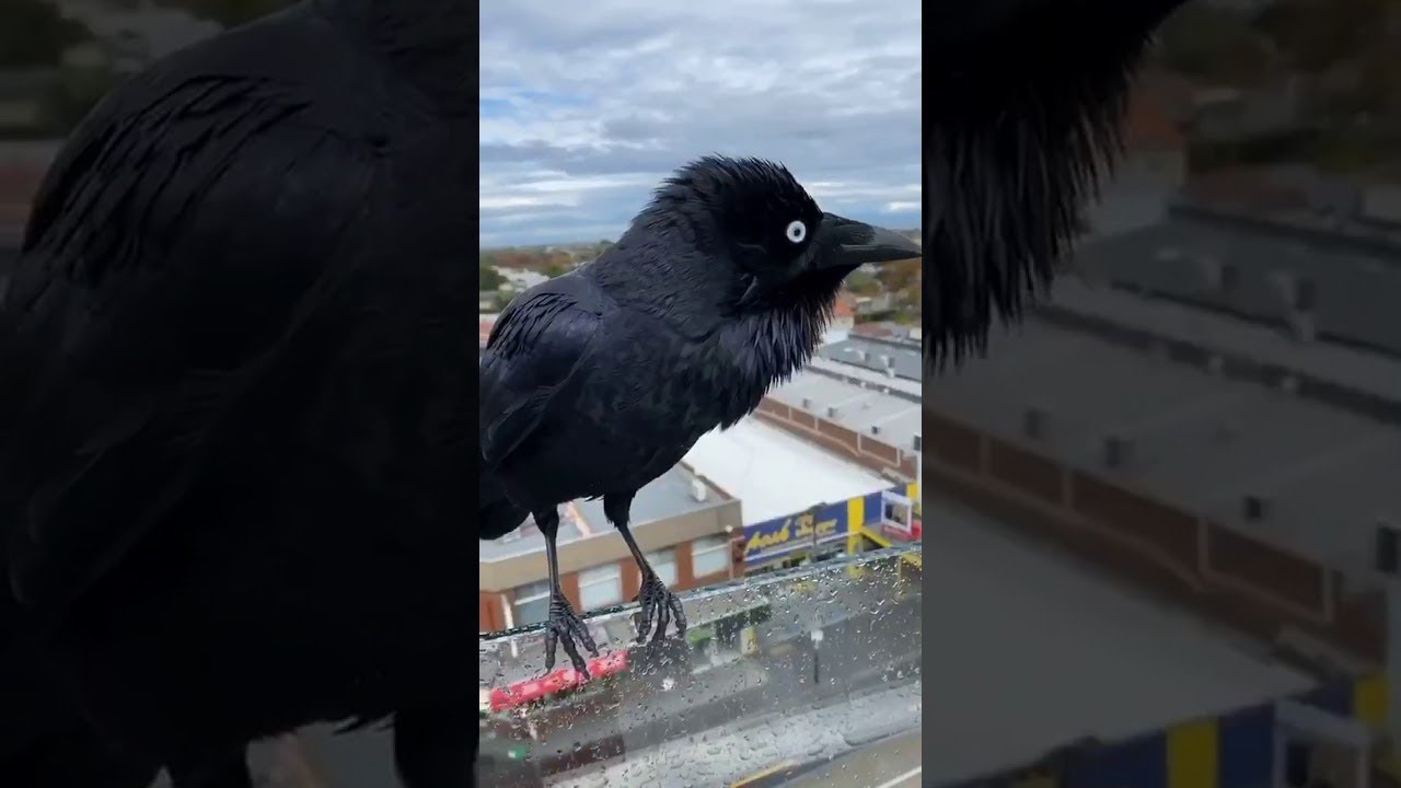 Enjoying A Rainy Day with Bill the Wild Raven || ViralHog