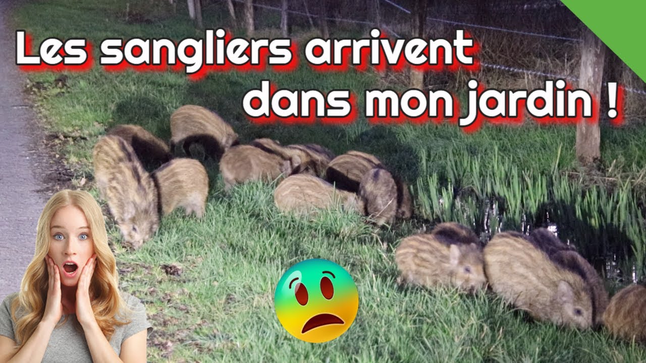 Dégats sangliers dans mon jardin !!!