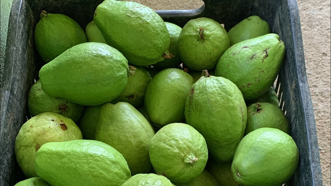 🚨ramo da goiaba da muito dinheiro sim#agro #viralvideo #conquistaspessoais #roca #iit