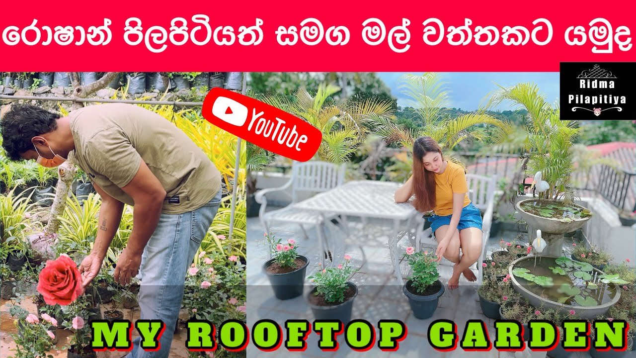 MY ROOFTOP GARDEN /මගේ මල් වත්තට මල් එන තැන/සිත නිවෙන භාවනාවක් මල් 🌸 polwatta plant nursery.!!
