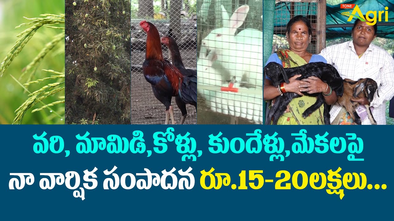 Integrated Farming Profits | వరి, మామిడి, కోళ్లు, కుందేళ్లు, మేకలపై సంపాదన రూ.15-20లక్షలు  Tone Agri