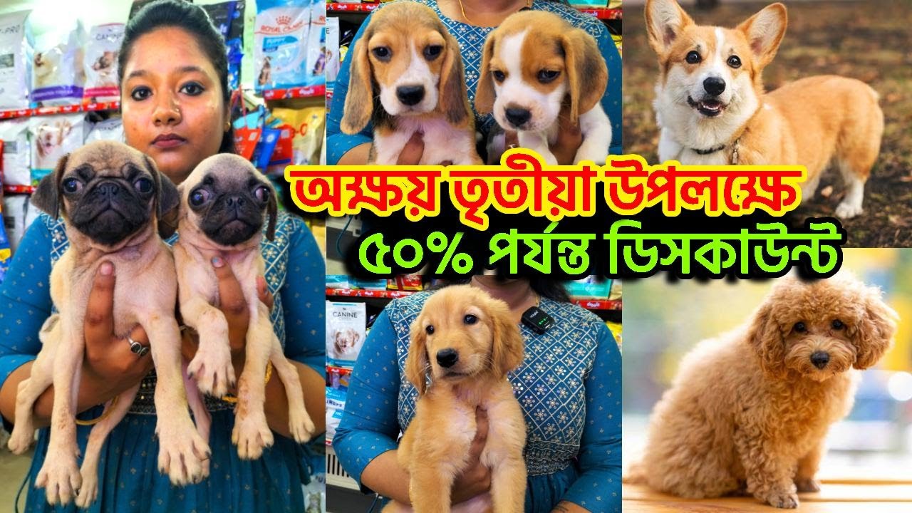 Home Breed Dog in kolkata | dog market in kolkata | Pet Shops in Kolkata | Little Paws | Dogs