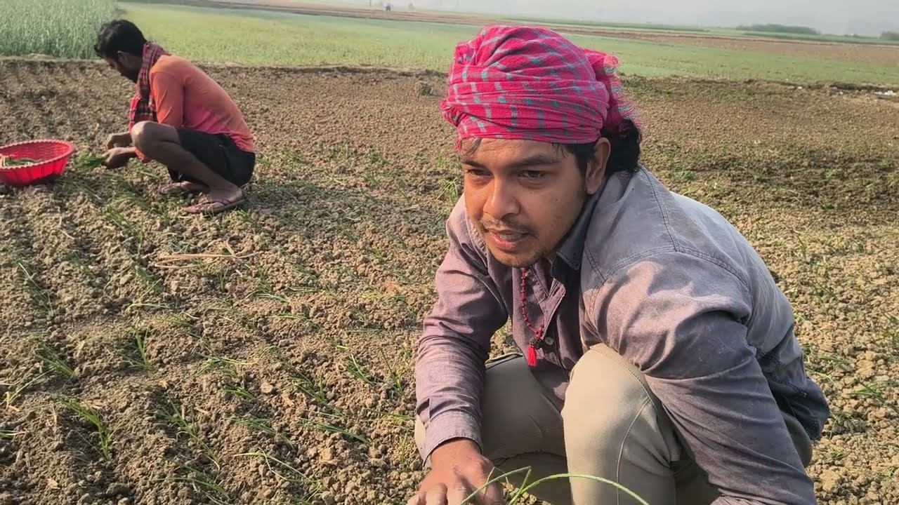 সুকসাগর হাইব্রিড পেঁয়াজ রোপণ করছি আমি 