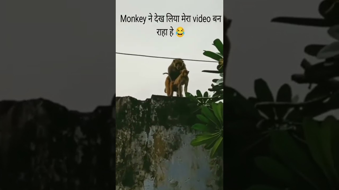 Monkey doing fucking and how to gets ruppees app link pin in description 👇👇👇👇👇👇👇👇👇