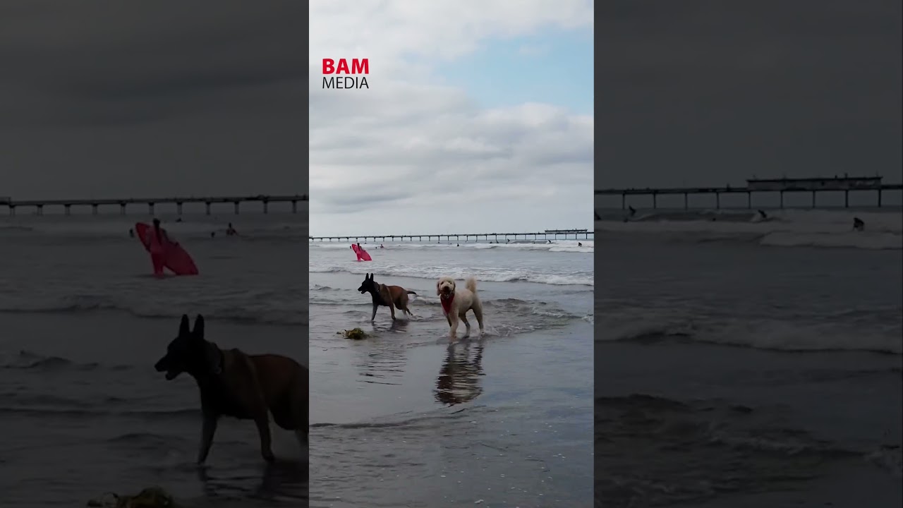 Dog Beach - San Diego, California