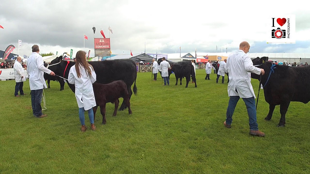 Aberdeen Angus Judging 10.00am Balmoral Show on Wednesday 10th May ‘23