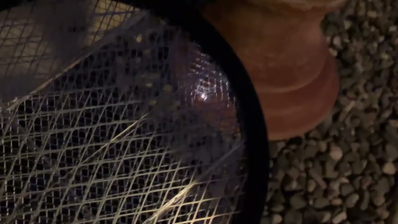 Black Flag Handheld Bug Zapper
