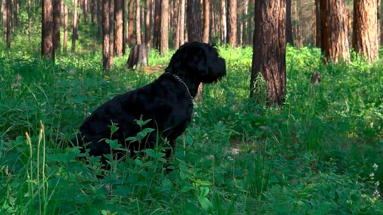 Чёрный терьер - особенности породы