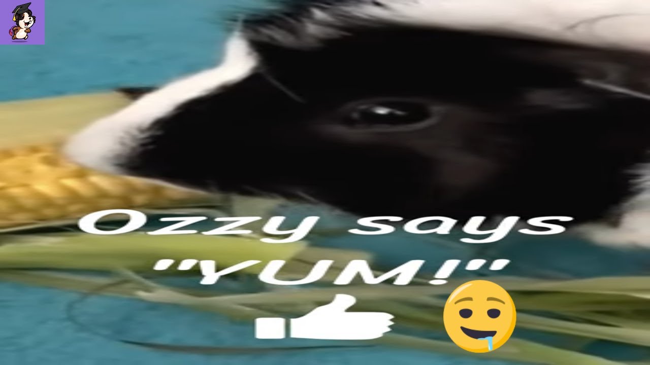 Can Guinea Pigs Eat RAW CORN?
