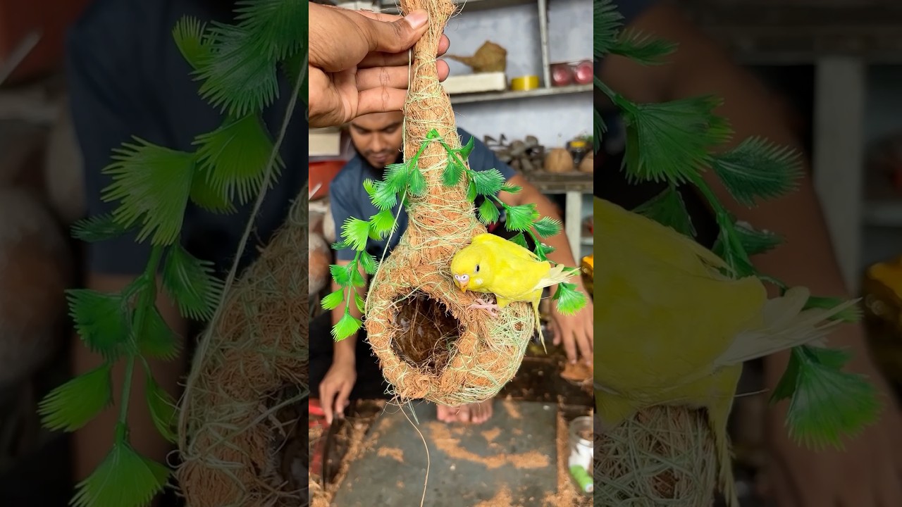 Handmade Coconut Bird House | Easy & Amazing Crafting Process #viral #foryou #birdhouse #shorts