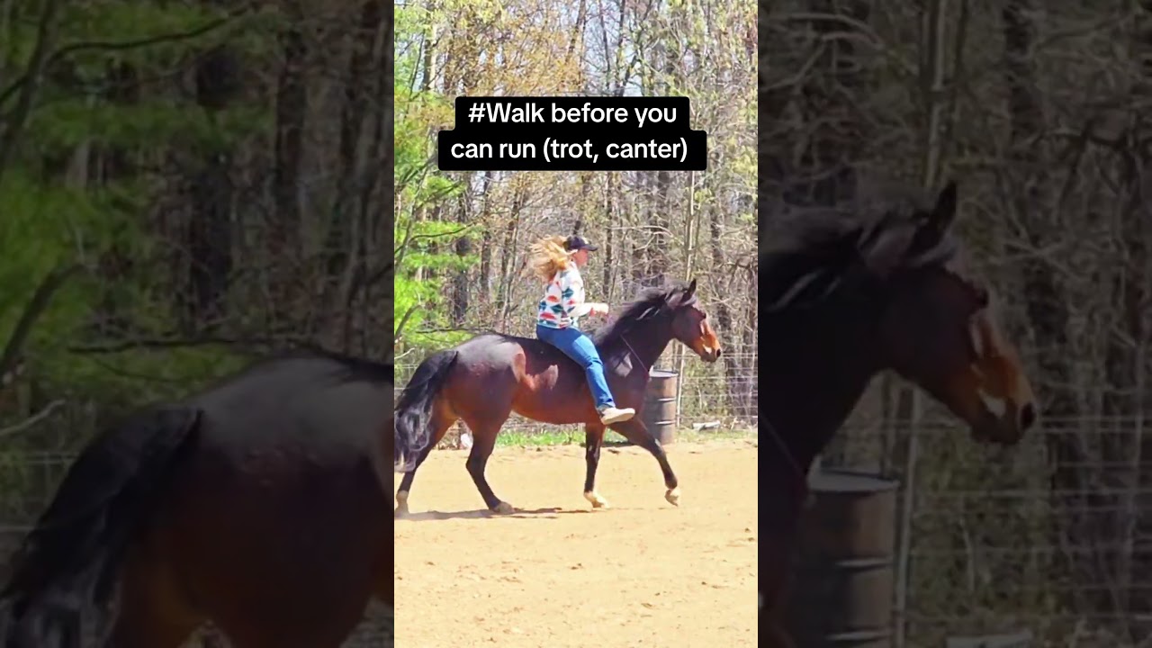 Tips on riding bareback #horse #horsetraining #bareback #barebackriding