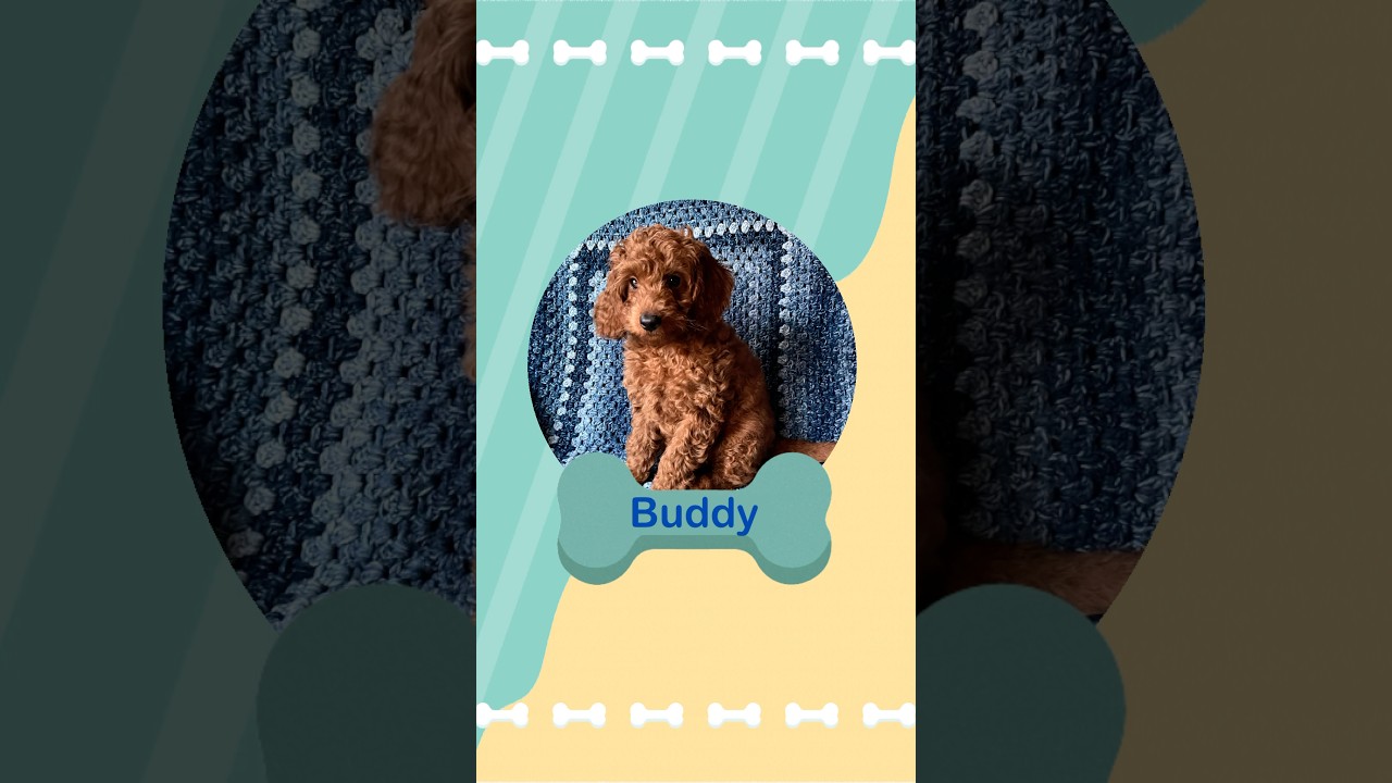 Welcome to the family, Buddy! 💙
