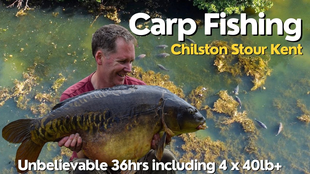 Carp Fishing - The Syndicate - Chilston Stour - Kent - 2025
