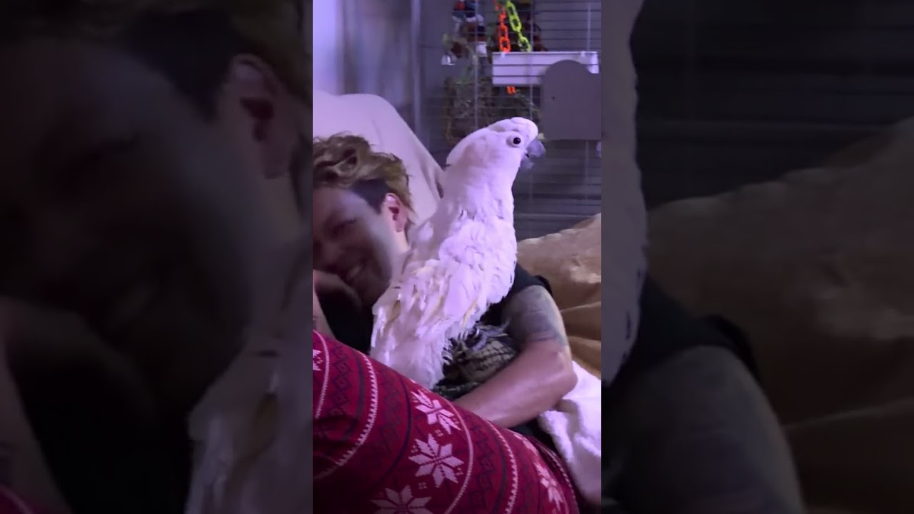 OUR BARE CHESTED UMBRELLA COCKATOO , ARGUING WITH MY HUSBAND OVER MOVIES! 