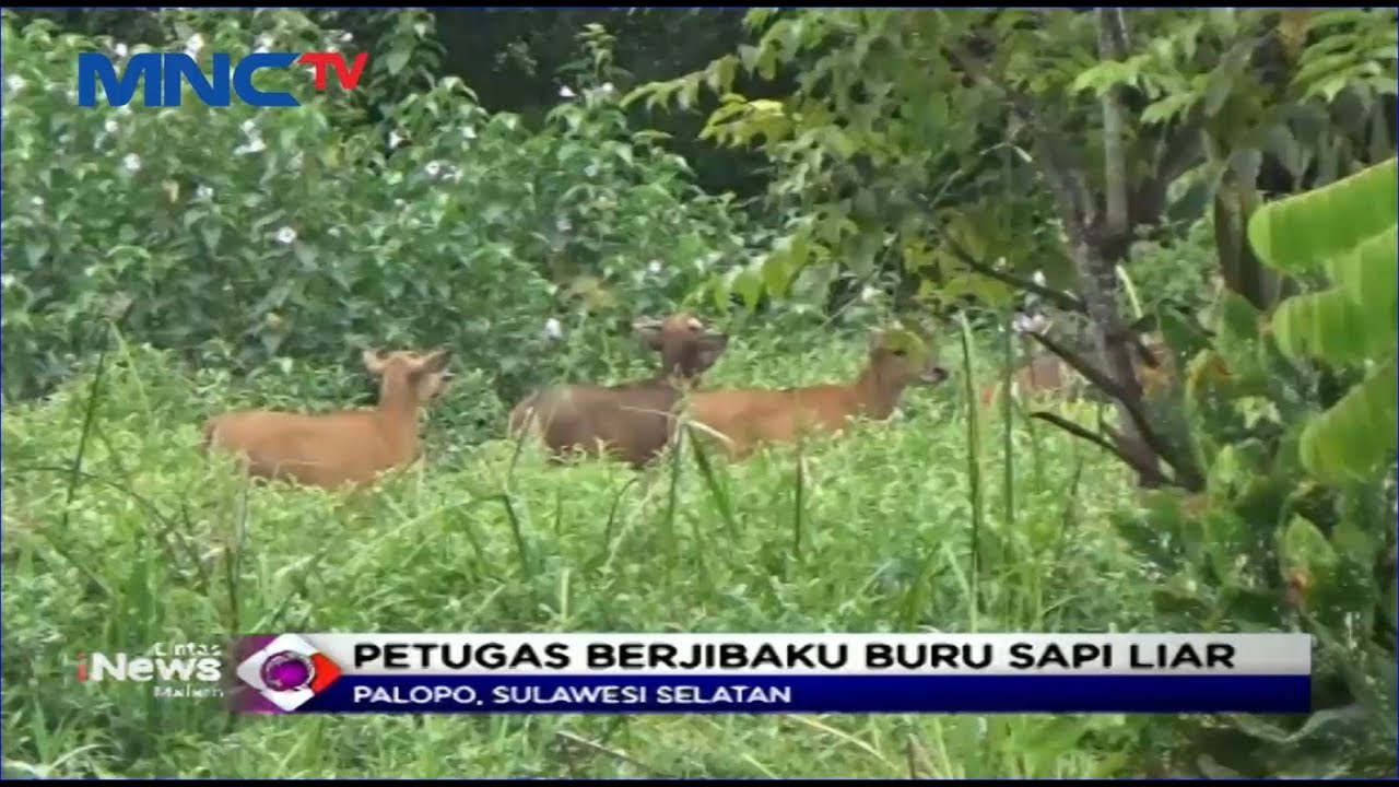 Begini Aksi Kejar-kejaran Petugas untuk Tangkap Sapi Liar Masuk Permukiman di Palopo - LIM 18/02
