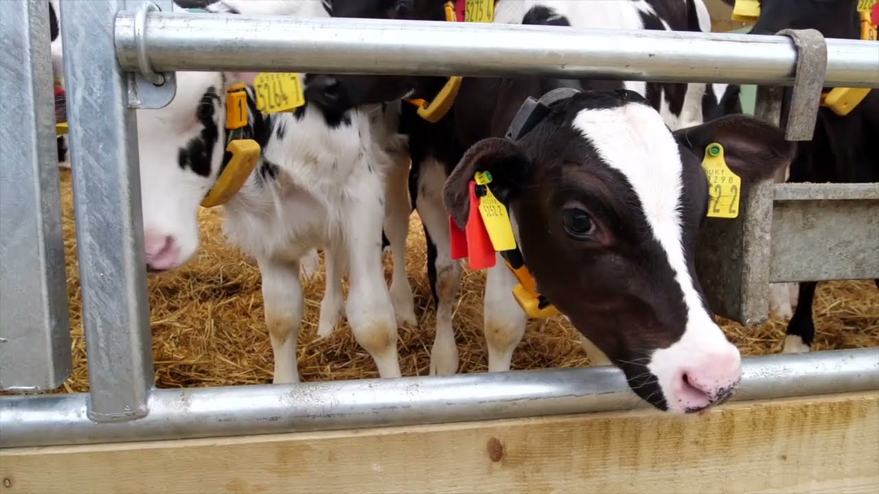 Teemore Calf Shed – Marlon CST Rooflights