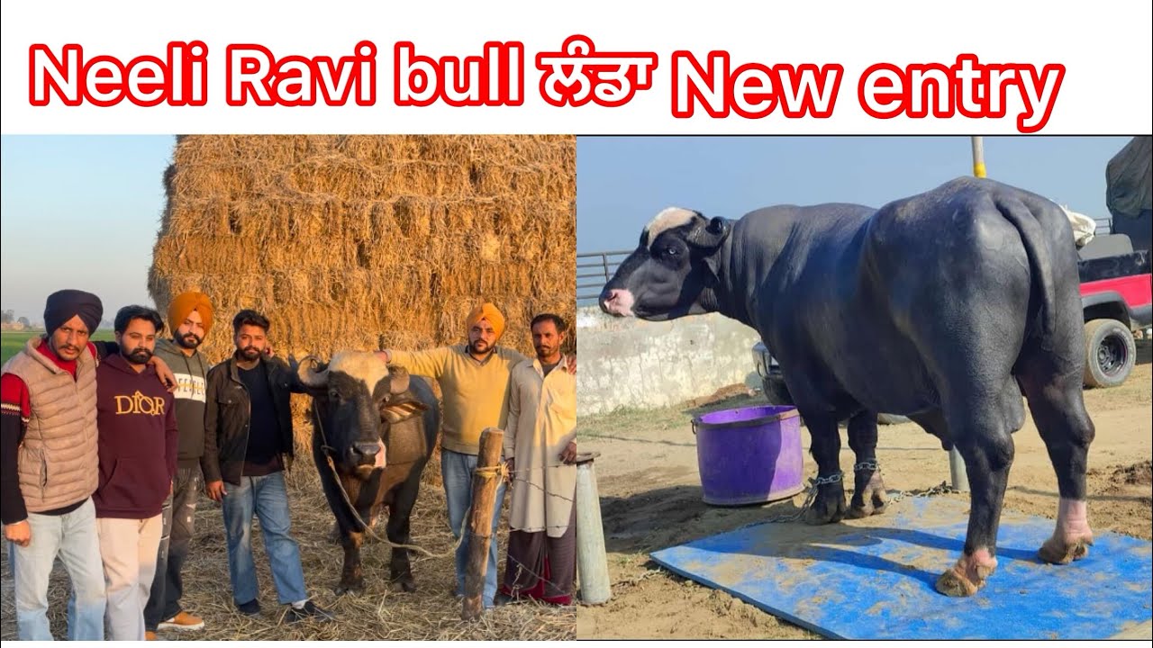 Neeli Ravi bull ਲੰਡਾ  #ਨੀਲੀਰਾਵੀ #ਪੰਜਾਬ #ਪਾਕਿਸਤਾਨ ਦੀ ਸ਼ਾਨ