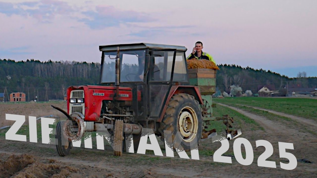 Mieszanka Polsko-Czeska czyli Ziemniaki 2025★3p-ek wstał z kolan★Uprawa Zetor Major 80