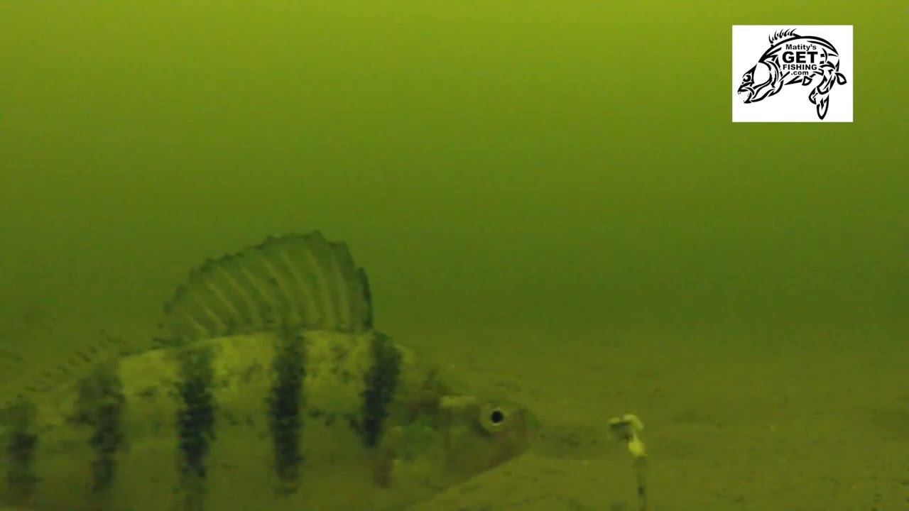 Perch & walleye simplified