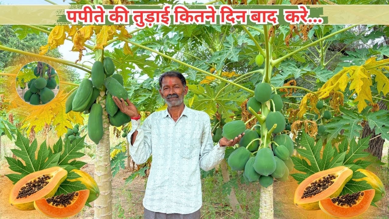 पपीते की तुड़ाई कितने दिन बाद  करे...... #agriculture #papaya
