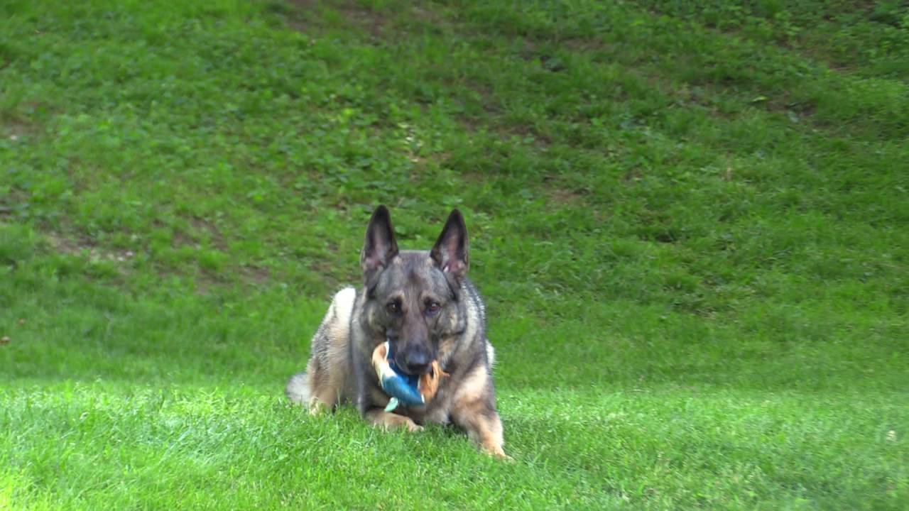 Canon Vixia HF G40 Test
