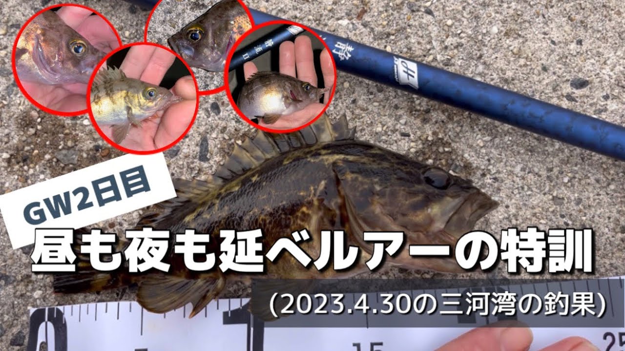 延べ竿1本で可愛い根魚さんたちと戯れる(2023.4.30の三河湾の釣果)