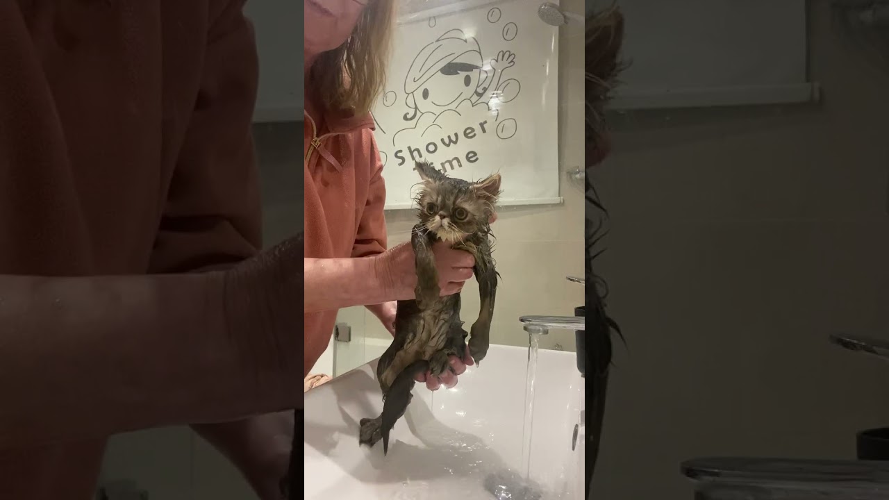 Blue tabby kitten being bathed xx