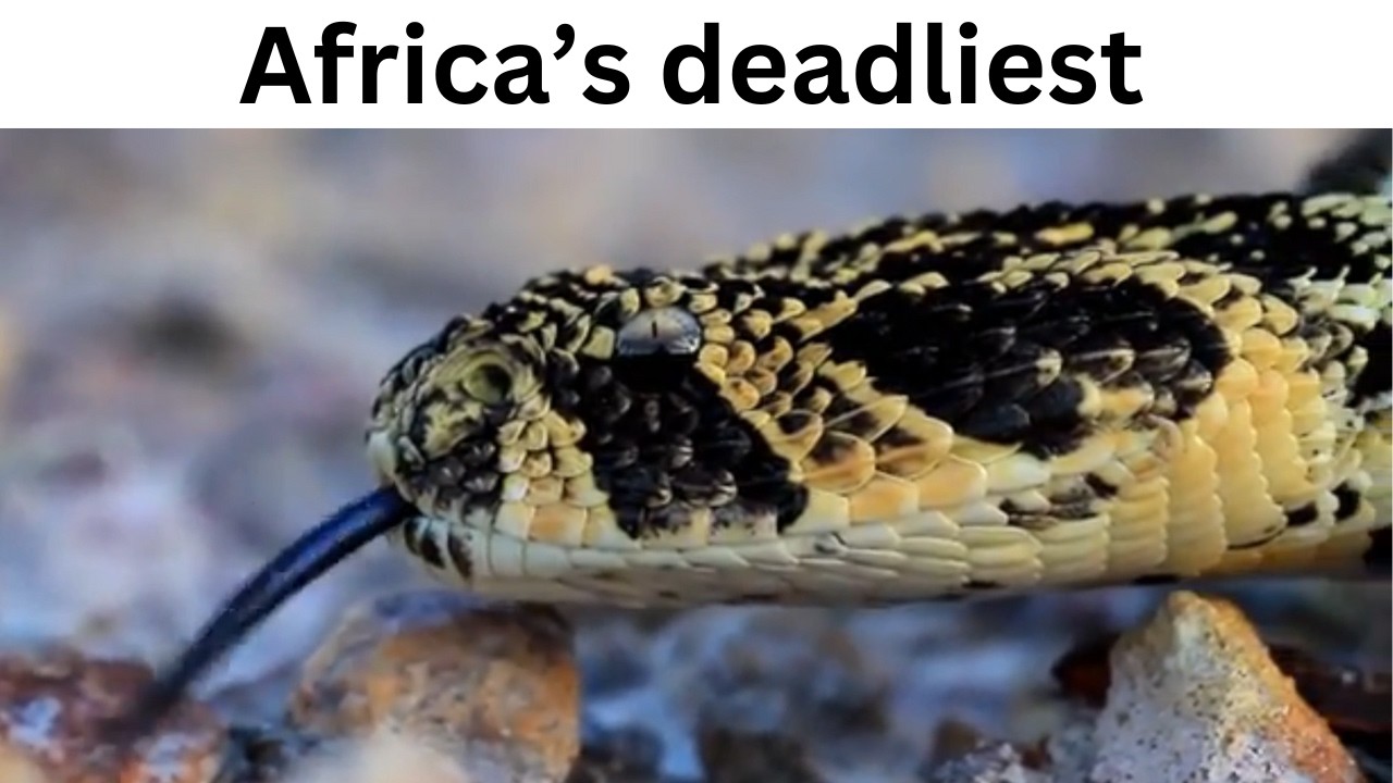 Puff adder - Bitis arietans