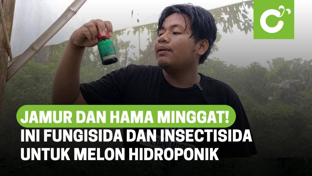 Cara Efektif Memberantas Serangga dan Jamur pada Melon Hidroponik dengan Fungisida dan Insectisida