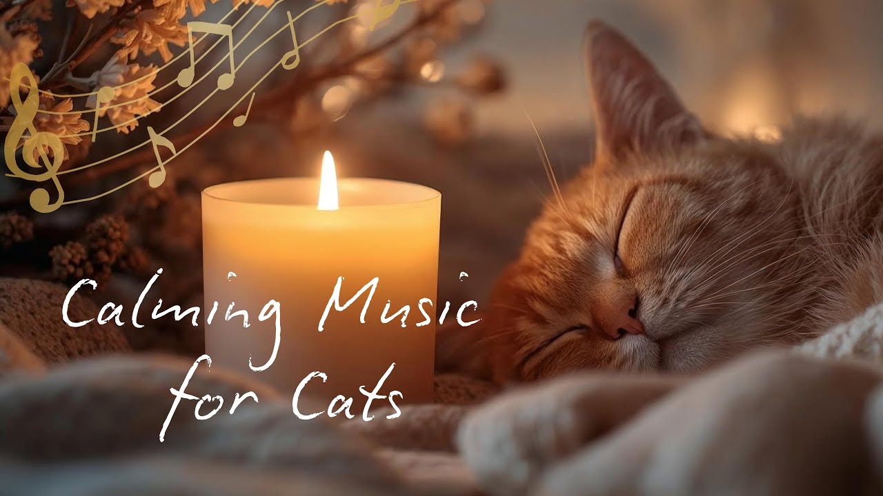 Calming Music for Cats  Relaxing Music for Stressed Cats  Reduce Anxiety & Stress
