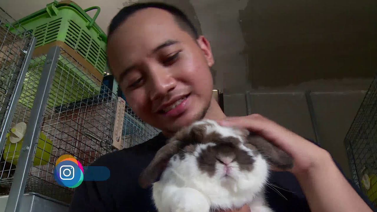 Karakteristik Kelinci Holland Lop - IPOP