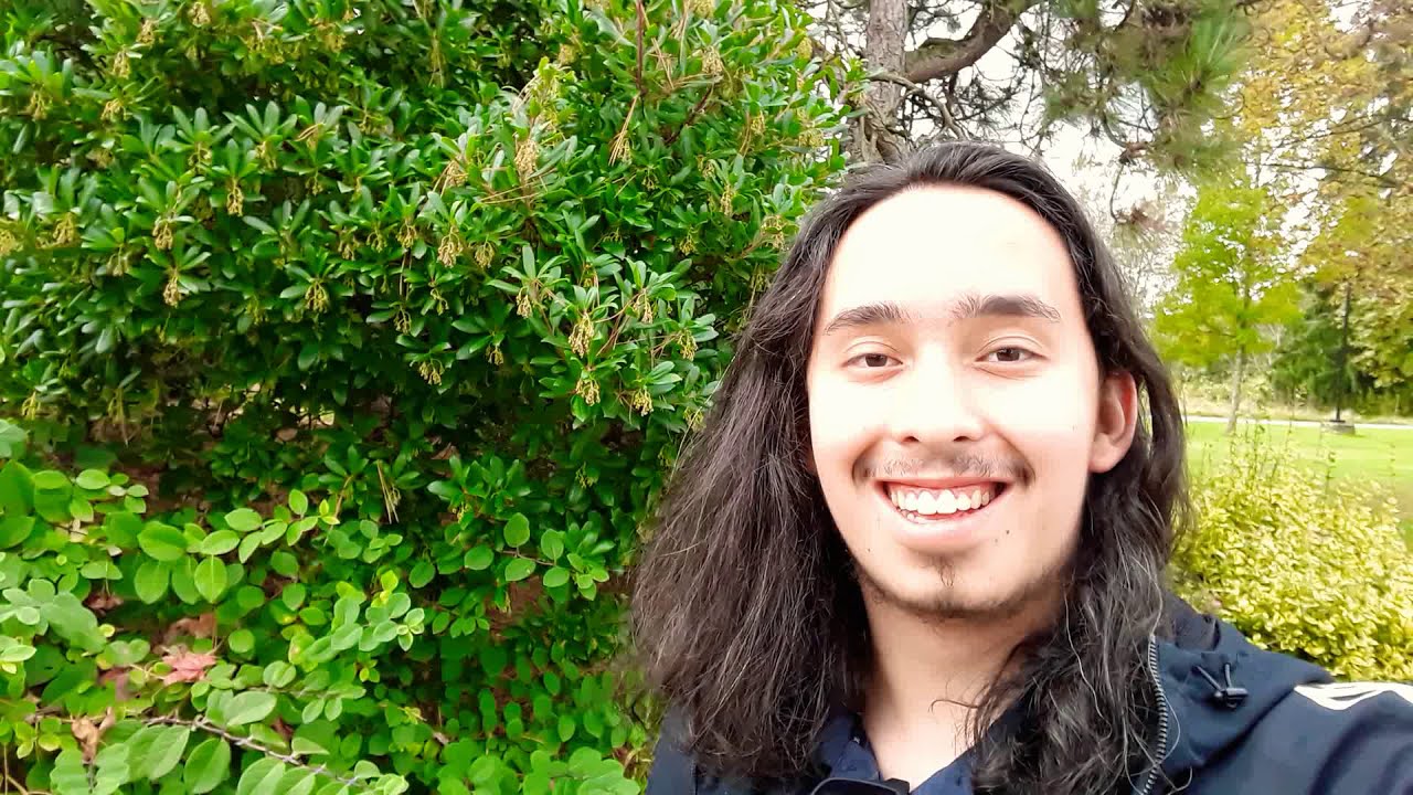 How to grow Strawberry Tree / Arbutus unedo