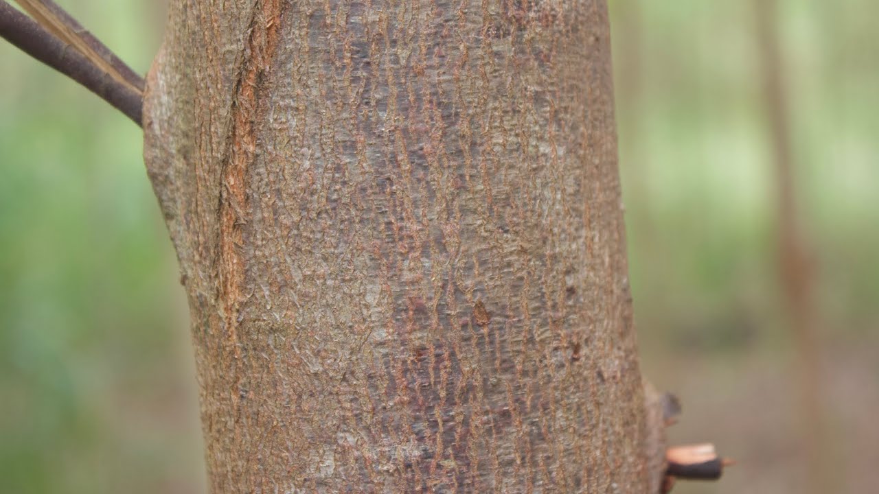 This is what happens when you take care of your eucalyptus trees 🌳