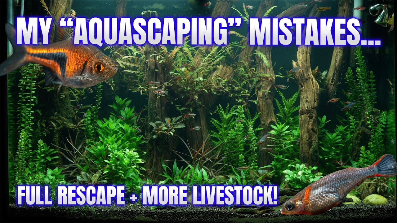 I Fixed Everything Wrong With My First Aquascape!