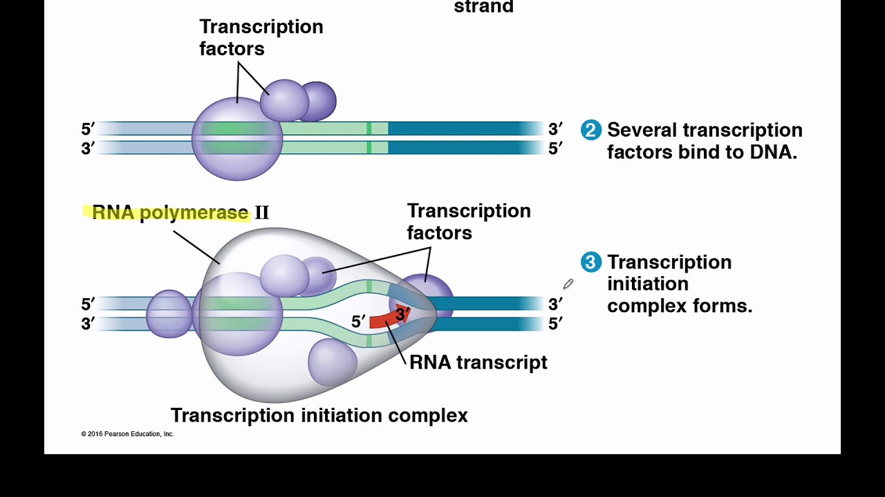 mRNA Processing in Eukaryotes