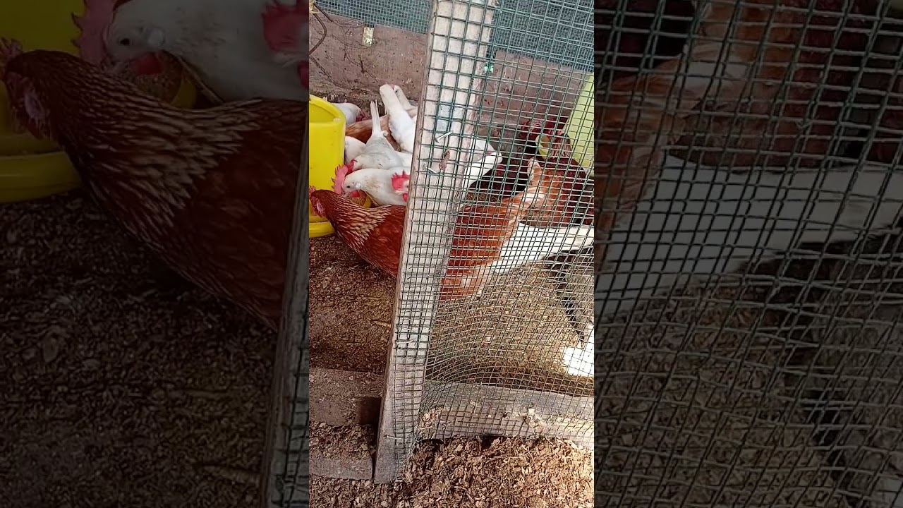 26 Week  4 Days Old Layer Chicken 