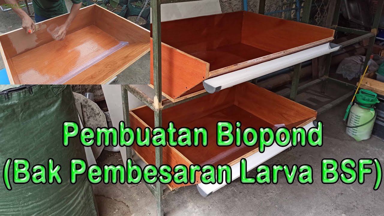Pembuatan Biopond (Bak Pembesaran Larva BSF)