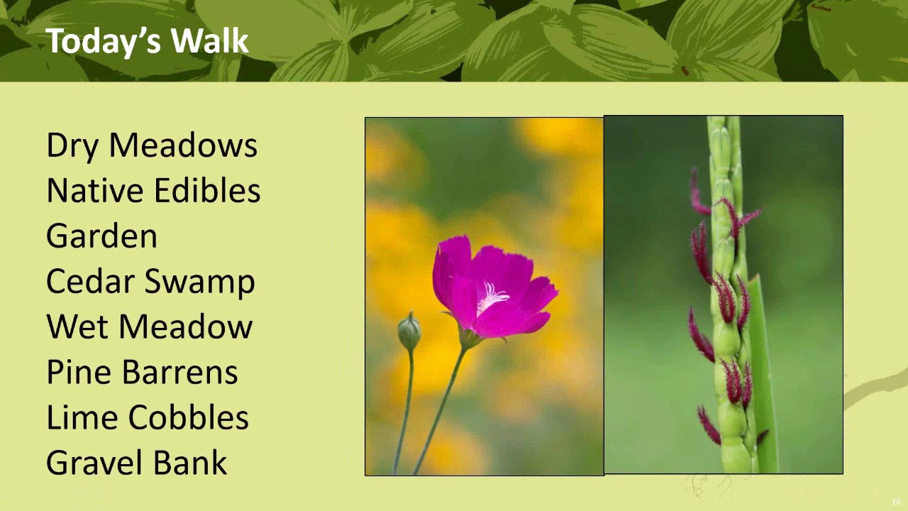 ELA Virtual Eco Tour   Norcross Wildlife Sanctuary