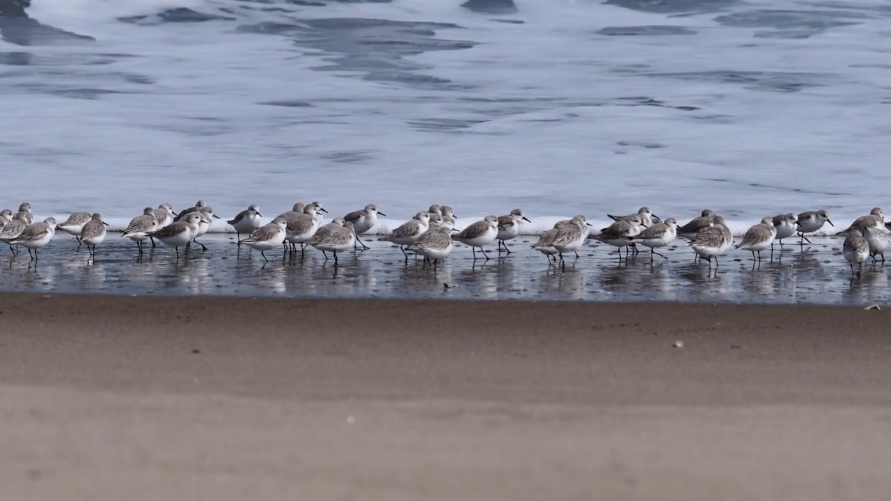 ミユビシギ・群れ走る  Saderling; sandpipers run
