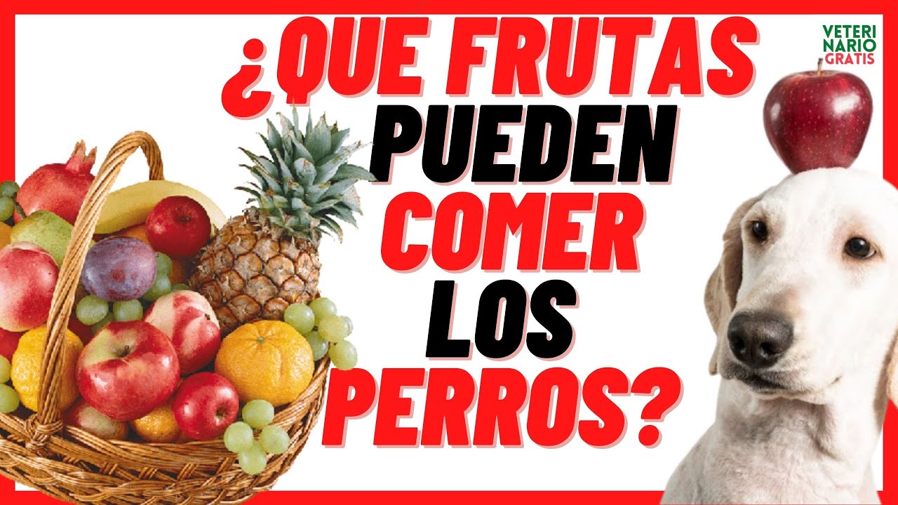 💘 ¿QUÉ FRUTAS PUEDEN COMER y son BUENAS para LOS PERROS? 💘(Pastores, Chihuahua, Boxer etc)